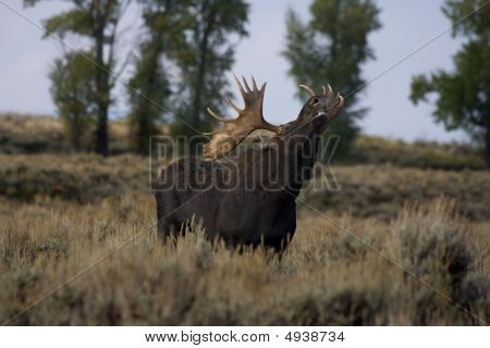 Ii alce (alces Alces)