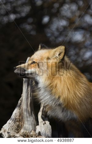Volpe rossa