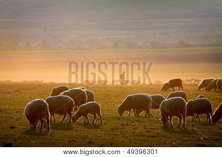 sheep on field in spring at dusk