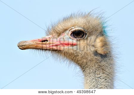 curious ostrich portrait