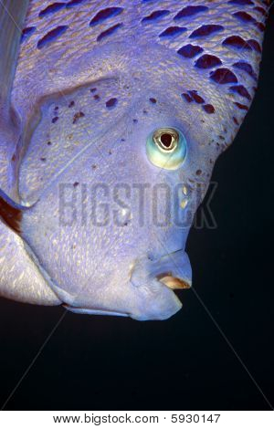 Yellowbar Angelfish
