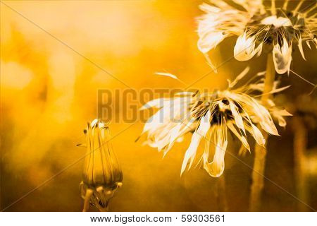 Golden Dandelions