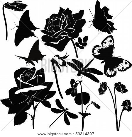 flowers insect butterfly violet rose