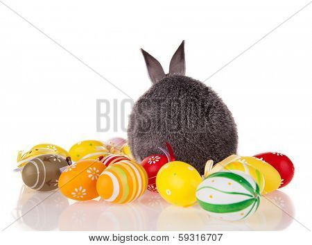 Studio shot of domestic rabbit with easter eggs on white background