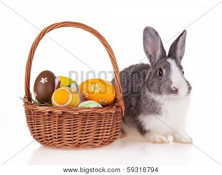 Studio shot of domestic rabbit on white background