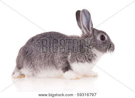 Studio shot of domestic rabbit on white background