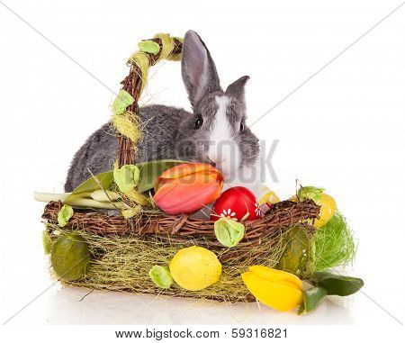 Studio shot of domestic rabbit in basket on white background