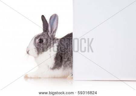 Studio shot of domestic rabbit on white background