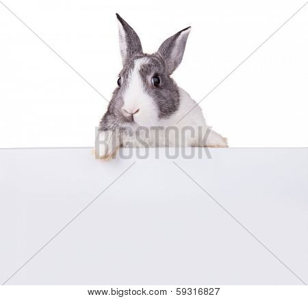 Studio shot of domestic rabbit on white background