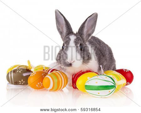 Studio shot of domestic rabbit with easter eggs on white background