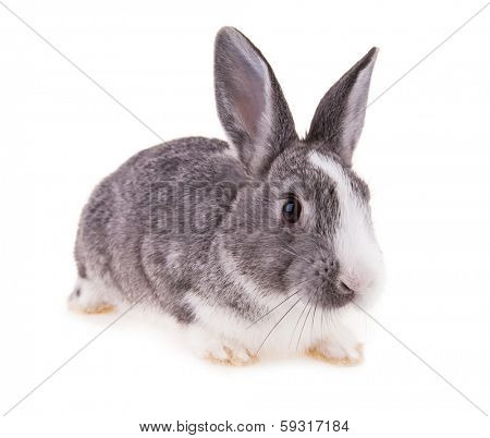 Studio shot of domestic rabbit on white background