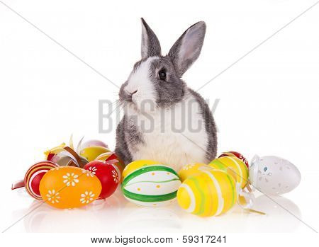 Studio shot of domestic rabbit with easter eggs on white background