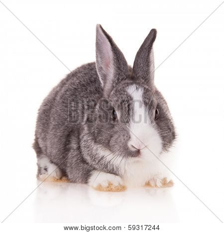 Studio shot of domestic rabbit on white background