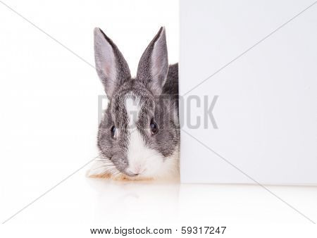 Studio shot of domestic rabbit on white background