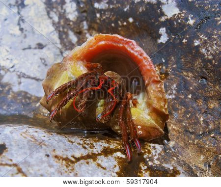 Clibanarius Erythropus