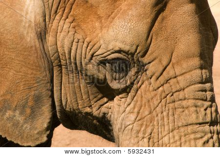 Ojo del elefante