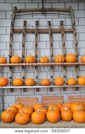 Baby Bear Pumpkins