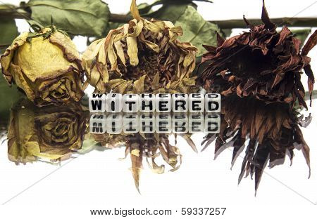Withered