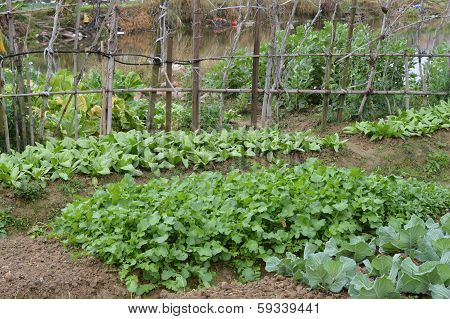 Vegetable plot