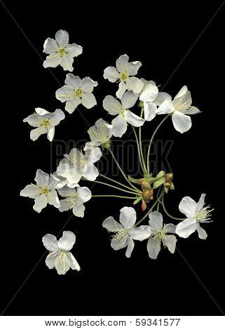 Cherry Blossoms.