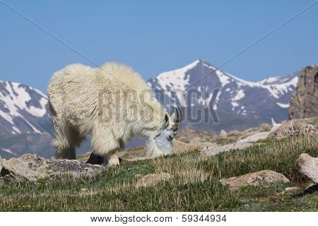 Mountain Goat Grazing