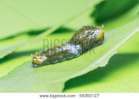 Great Mormon Caterpillar