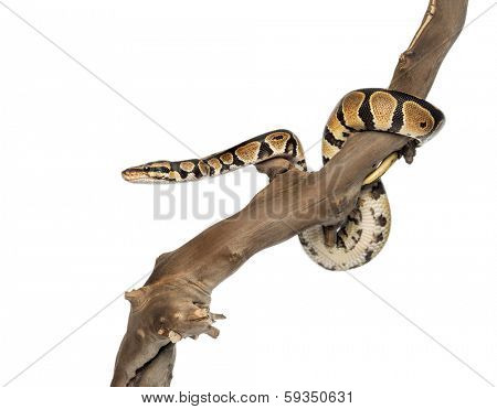 Side view of a Python regius on a branch, isolated on white