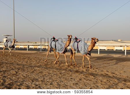 Traditional Camel Race In Doha