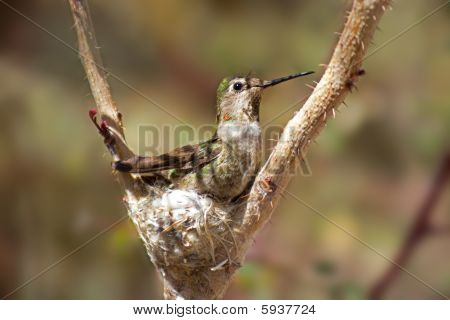Colibrí