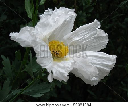 Matilija Poppy