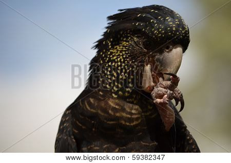 Black Cockatoo eating