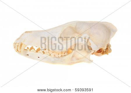 Various views of a Genuine Skull of a Coyote AKA Canis Latrans isolated on a white with room for your text. Coyotes are an important animal in the eco system and help keep rodents from over populating