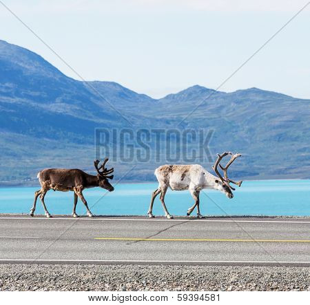 raindeer in Norway