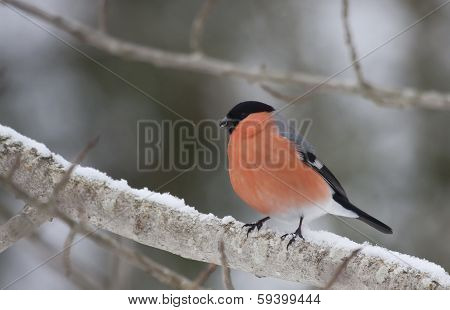 male bullfinch