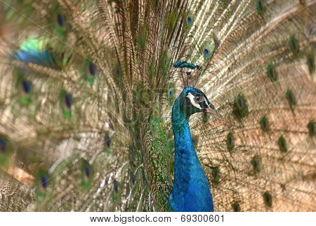 Royal Peacock shows her wings