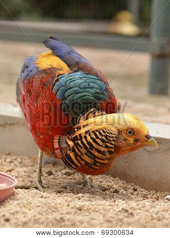 Chrysolophus pictus