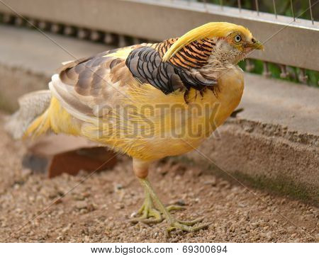 Chrysolophus pictus