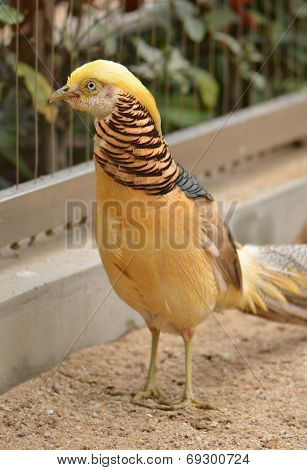 beautiful gorgeous pheasant , in the coloured dress. Chrysolophus pictus