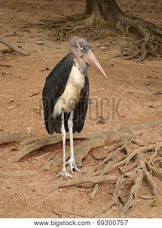 Marabou (Leptoptilos crumeniferus) on the zoo 