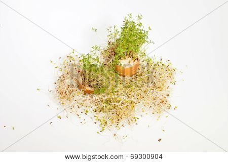 Fresh Alfalfa Sprouts and Spring Easter Egg