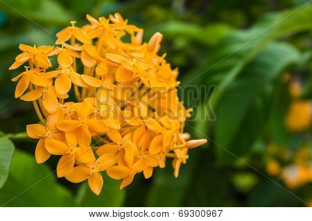 Blooming Orange Ixora Flowers For Nature Background (ixora Spp.)