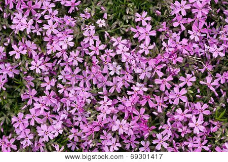 Aubrieta cultorum - pink or purple small flowers