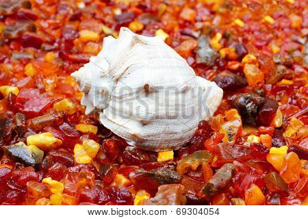 amber and seashell