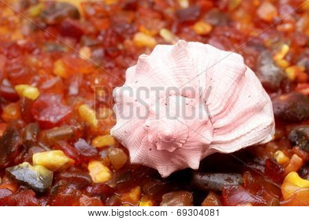 amber and seashell