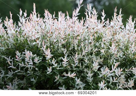 Close up of Hakuronishiki willow in garden