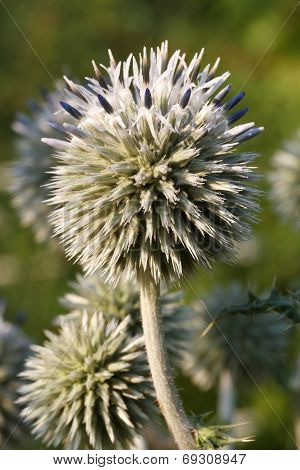Inflorescence Echinops Closeup Vertical
