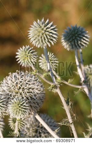 Echinops Plants Close Up Horizontal
