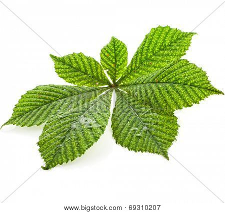 One Single Leaf of horse chestnut tree close up (Aesculus hippocastanum) isolated on a white background