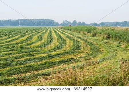 Long Lines And Curves Of Raked Grass