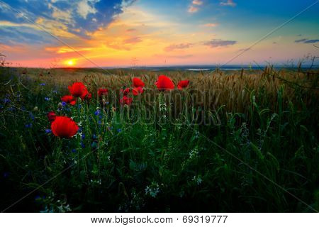 landscape with blooming fields in summer, Dobrogea, Romania